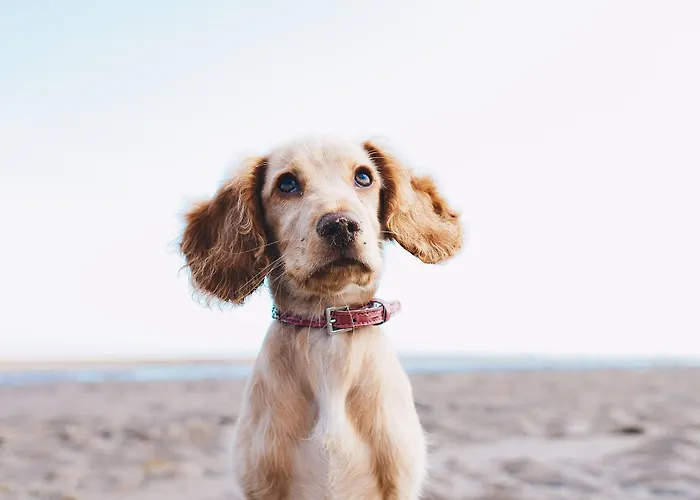 Karinzia 3* Каорле